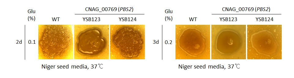 Melanin phenotype for CNAG_00769T0