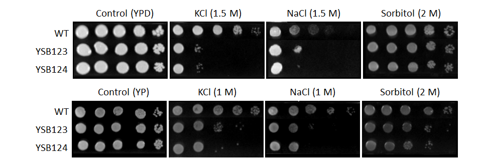 Osmotic stress phenotype for CNAG_00769T0