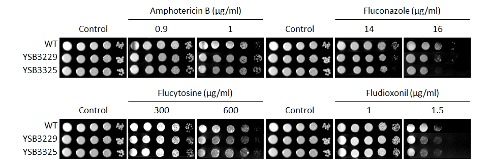 Antifungal drug susceptibility for CNAG_00782T0