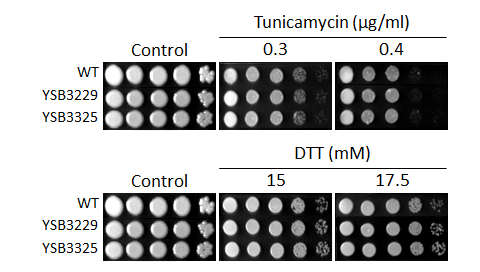 ER stress phenotype for CNAG_00782T0