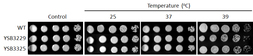 Growth phenotype for CNAG_00782T0
