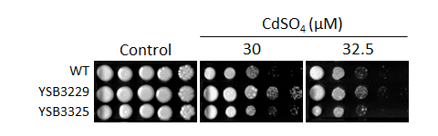 Heavy metal stress phenotype for CNAG_00782T0