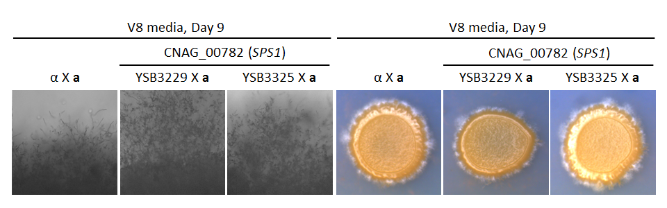 Growth phenotype for CNAG_00782T0