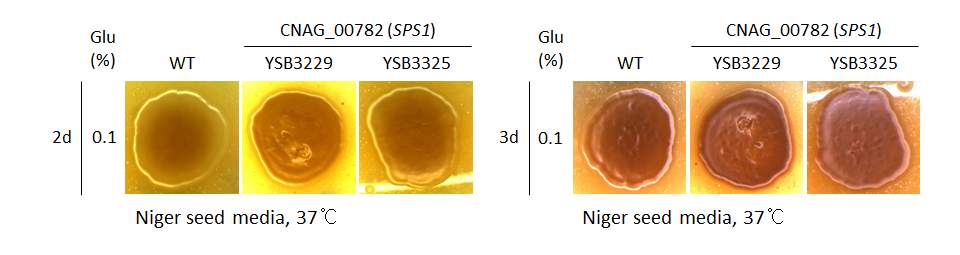 Melanin phenotype for CNAG_00782T0