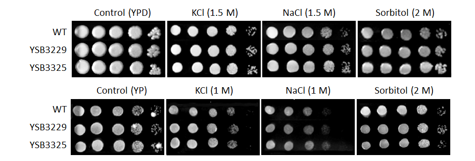 Osmotic stress phenotype for CNAG_00782T0