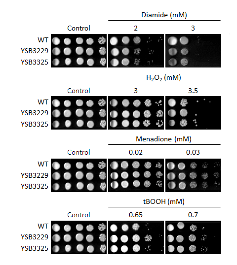 Oxidative stress phenotype for CNAG_00782T0
