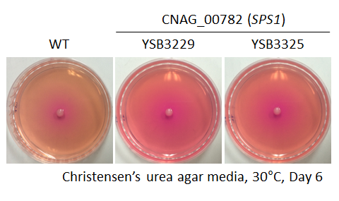 Urease phenotype for CNAG_00782T0