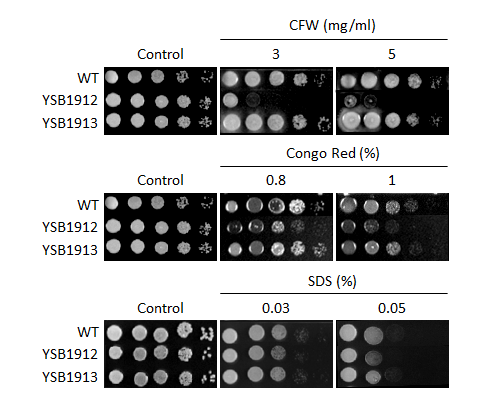 Cell wall stress phenotype for CNAG_00826T0