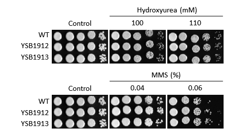 Genotoxic stress phenotype for CNAG_00826T0