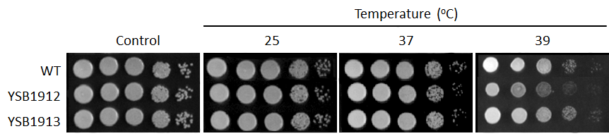 Growth phenotype for CNAG_00826T0