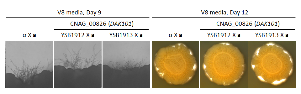 Growth phenotype for CNAG_00826T0