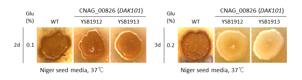 Melanin phenotype for CNAG_00826T0