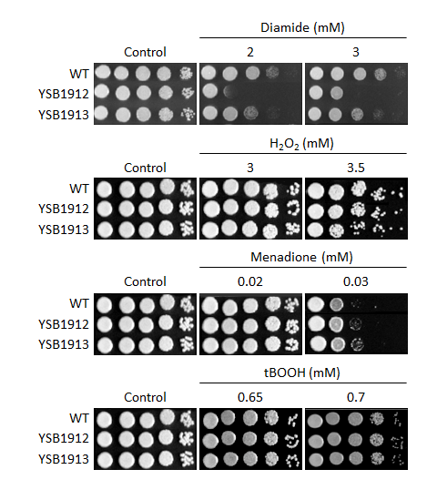 Oxidative stress phenotype for CNAG_00826T0
