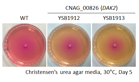 Urease phenotype for CNAG_00826T0