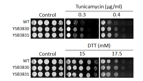 ER stress phenotype for CNAG_01704T0