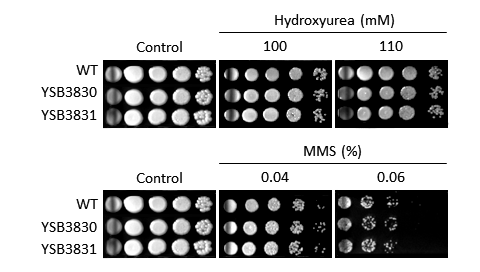 Genotoxic stress phenotype for CNAG_01704T0