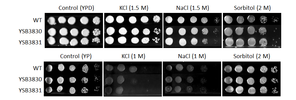 Osmotic stress phenotype for CNAG_01704T0