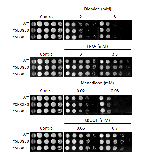 Oxidative stress phenotype for CNAG_01704T0