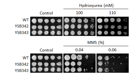 Genotoxic stress phenotype for CNAG_01730T0