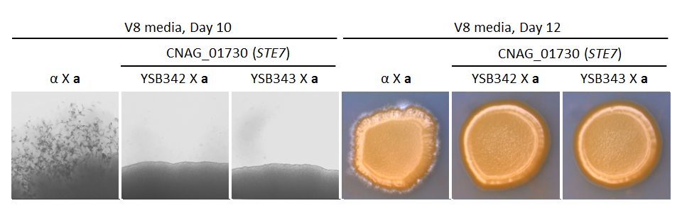 Growth phenotype for CNAG_01730T0