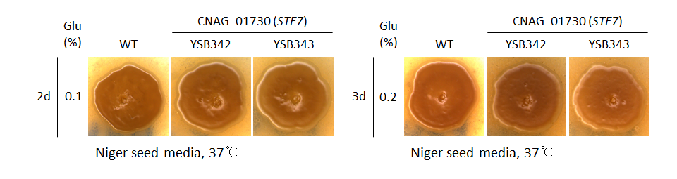 Melanin phenotype for CNAG_01730T0