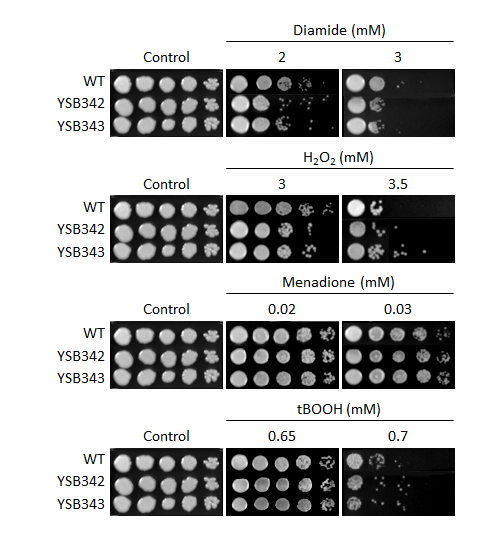 Oxidative stress phenotype for CNAG_01730T0