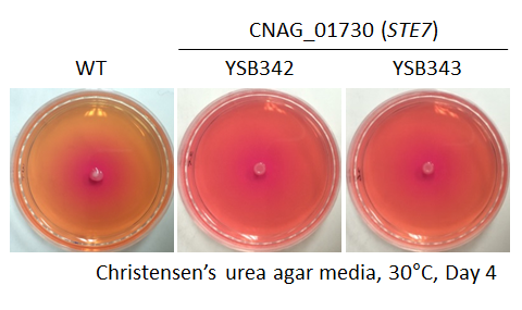 Urease phenotype for CNAG_01730T0
