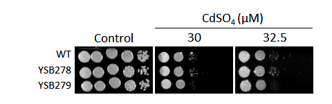 Heavy metal stress phenotype for CNAG_01850T0