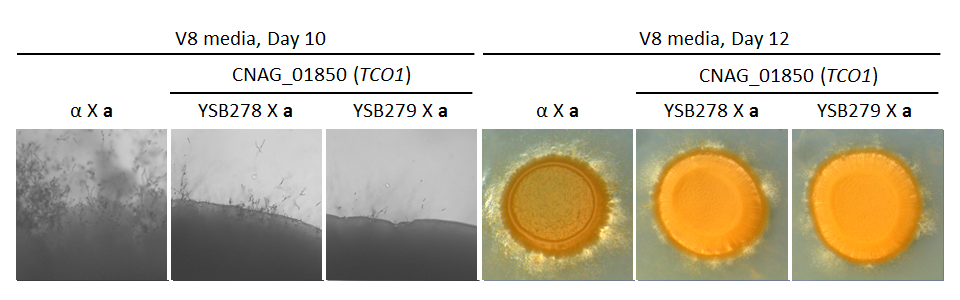 Growth phenotype for CNAG_01850T0