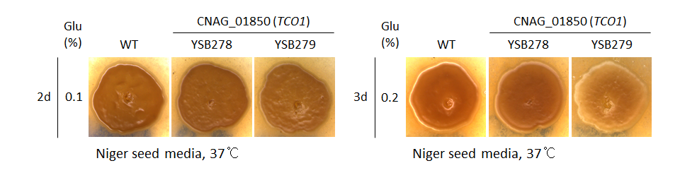 Melanin phenotype for CNAG_01850T0