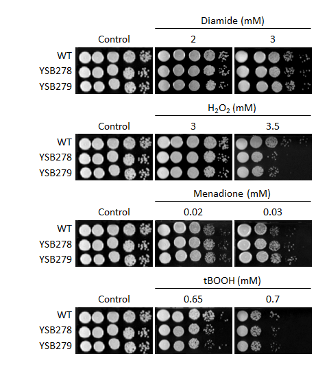 Oxidative stress phenotype for CNAG_01850T0