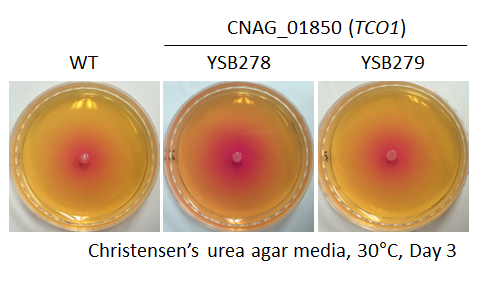 Urease phenotype for CNAG_01850T0