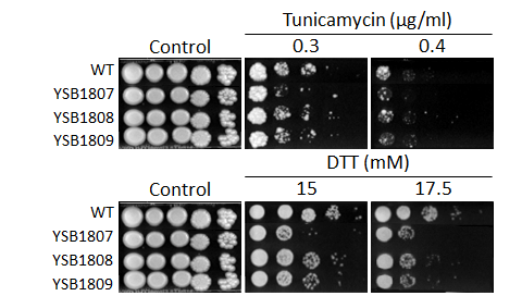 ER stress phenotype for CNAG_01905T0