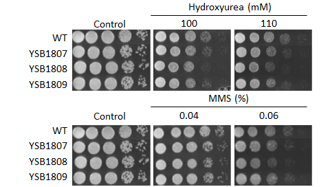 Genotoxic stress phenotype for CNAG_01905T0