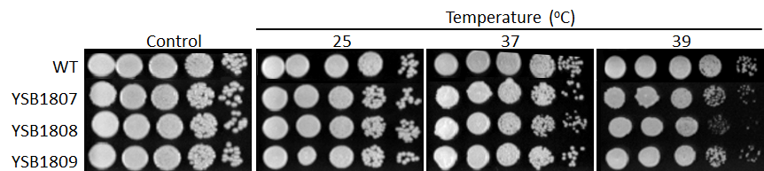 Growth phenotype for CNAG_01905T0