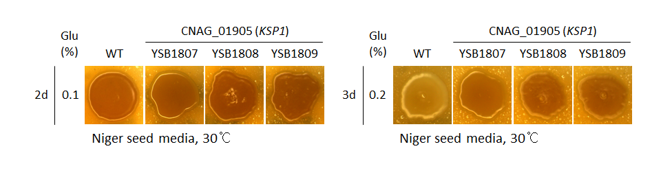 Melanin phenotype for CNAG_01905T0