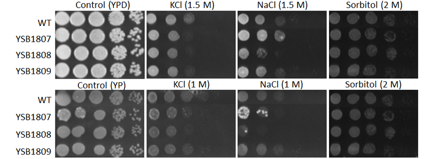 Osmotic stress phenotype for CNAG_01905T0