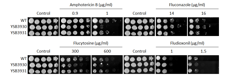 Antifungal drug susceptibility for CNAG_01938T0