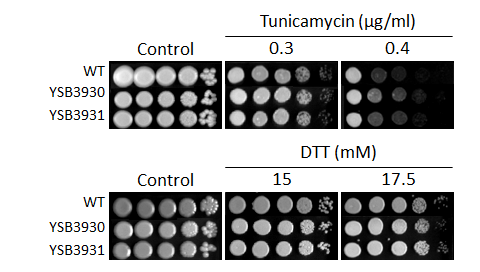 ER stress phenotype for CNAG_01938T0