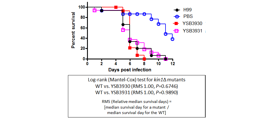Galleria mellonella virulence data for CNAG_01938T0