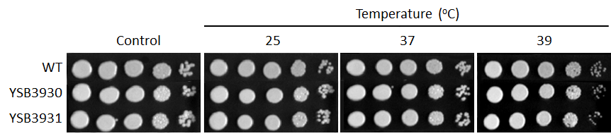 Growth phenotype for CNAG_01938T0