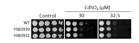 Heavy metal stress phenotype for CNAG_01938T0