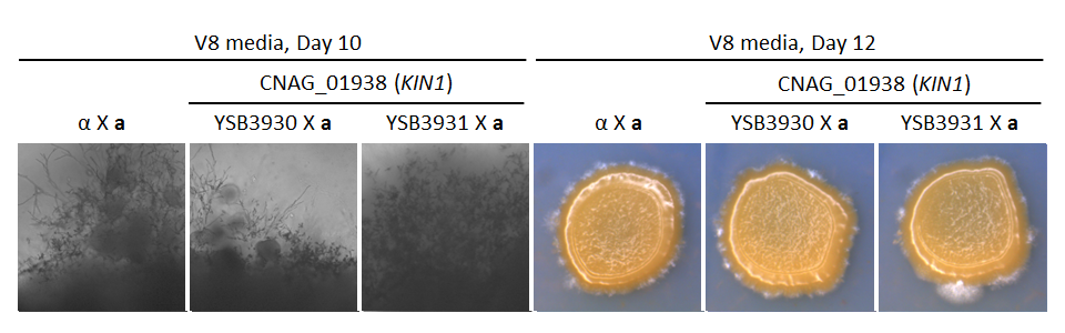 Growth phenotype for CNAG_01938T0