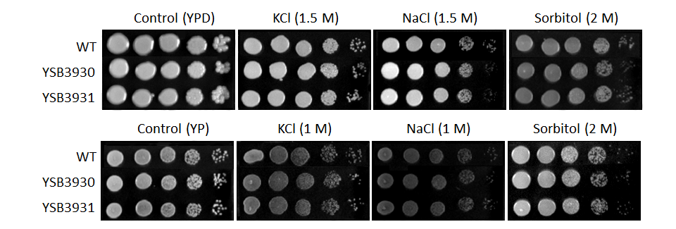 Osmotic stress phenotype for CNAG_01938T0