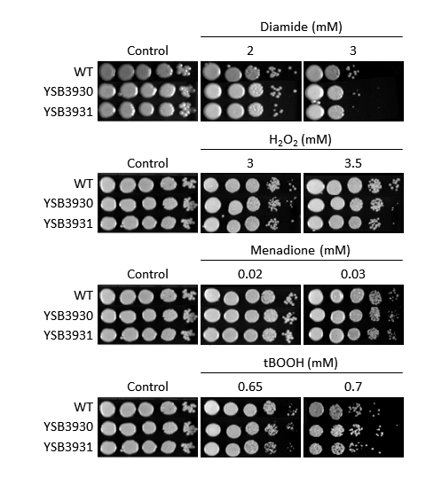 Oxidative stress phenotype for CNAG_01938T0