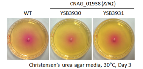 Urease phenotype for CNAG_01938T0