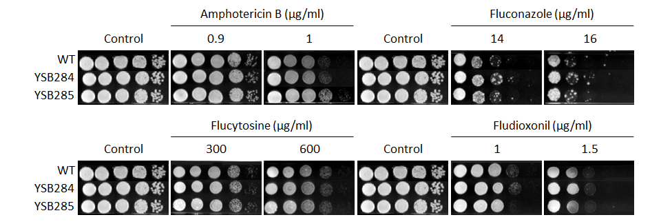 Antifungal drug susceptibility for CNAG_01988T0