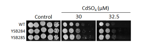 Heavy metal stress phenotype for CNAG_01988T0