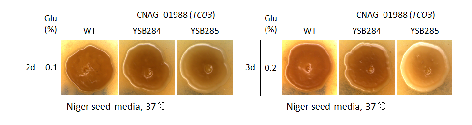 Melanin phenotype for CNAG_01988T0