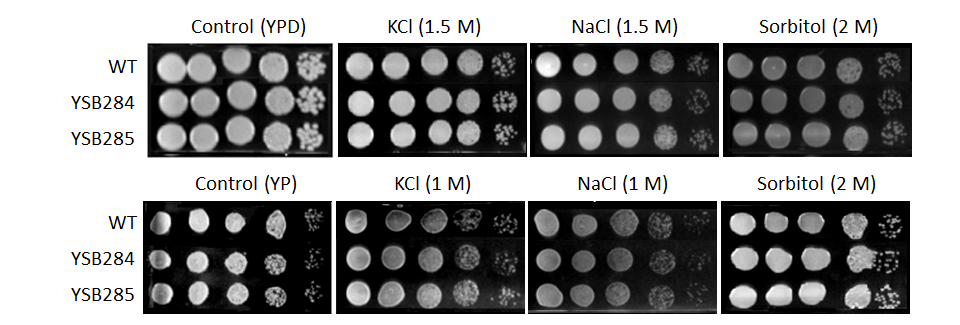 Osmotic stress phenotype for CNAG_01988T0